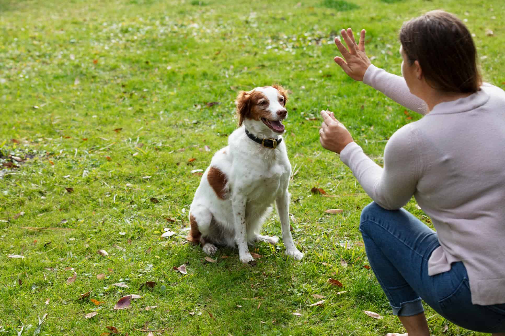 pet training