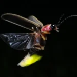 Fireflies Nature’s Tiny Lanterns