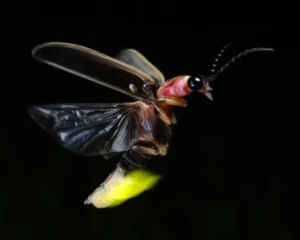 Fireflies Nature’s Tiny Lanterns