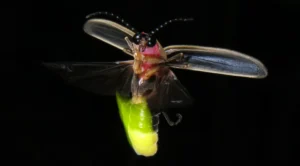 Fireflies Nature’s Tiny Lanterns