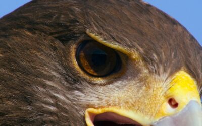 a close up of a bird of prey with its mouth open