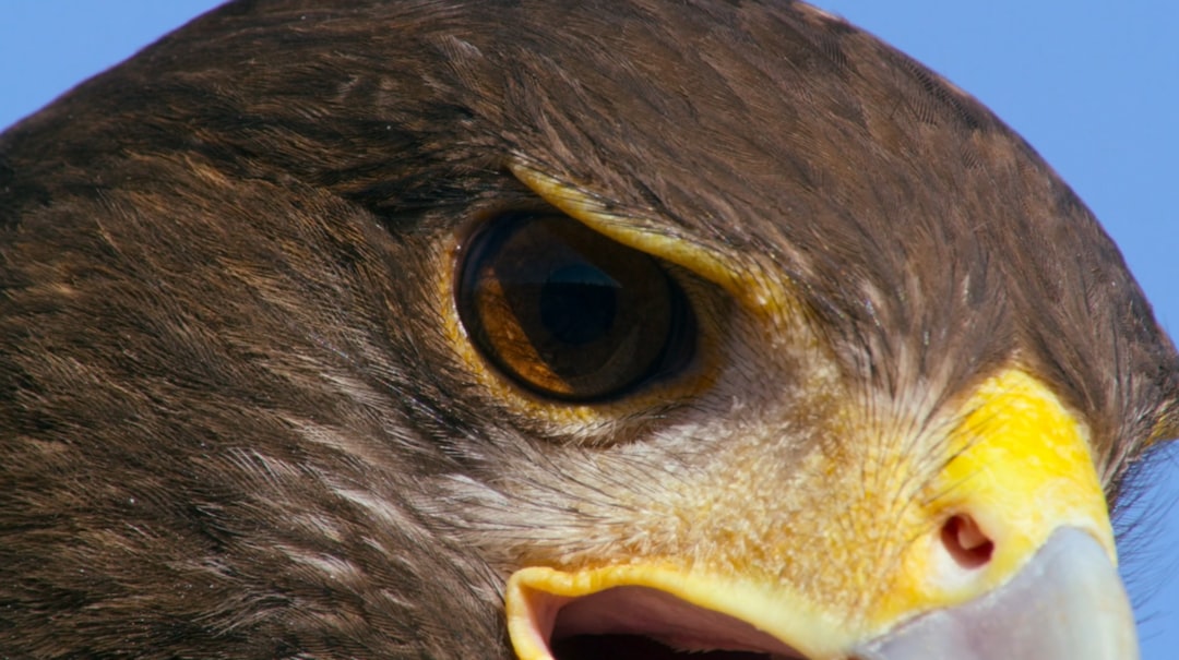 a close up of a bird of prey with its mouth open