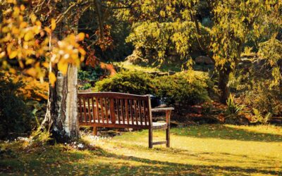 Serene wooden bench surrounded by vibrant autumn foliage in a tranquil Kent park.