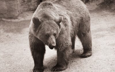 a bear walking on the ground