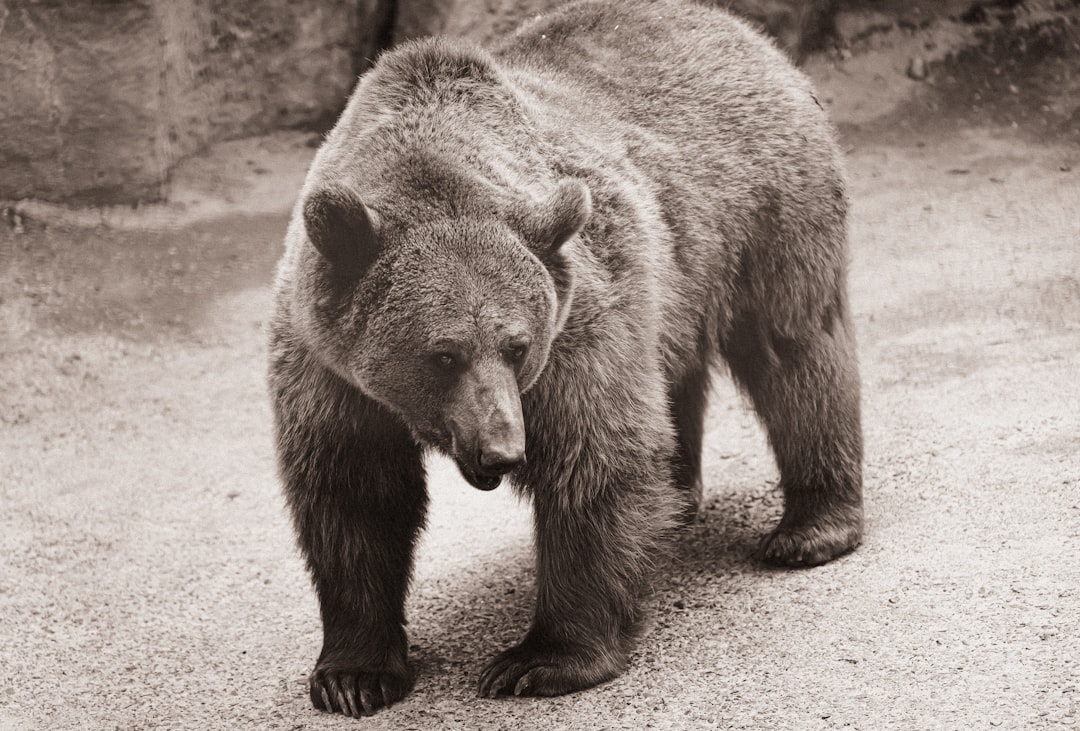 a bear walking on the ground