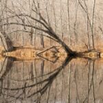 landscape photography of forest