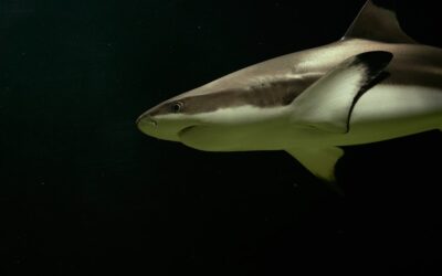 a close up of a shark in the water