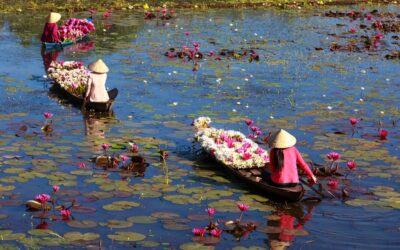 Women navigates canoe through lotus flower-filled lake, creating tranquil and scenic view.