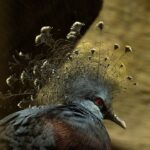 a close up of a bird with feathers on it's head