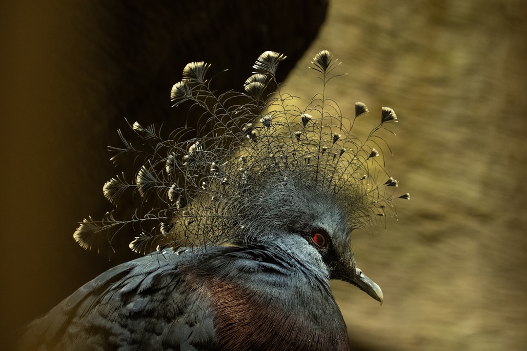 a close up of a bird with feathers on it's head