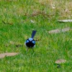 A blue bird sitting on top of a lush green field