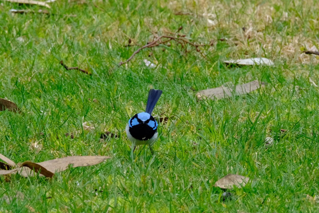 A blue bird sitting on top of a lush green field