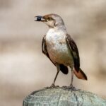 brown and white bird on brown wooden log