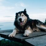 A joyful husky relaxing on a wooden platform with serene mountain and ocean views.