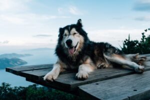 A joyful husky relaxing on a wooden platform with serene mountain and ocean views.