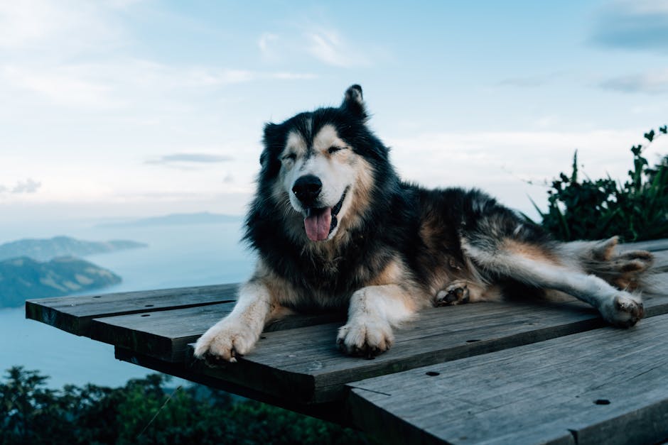 A joyful husky relaxing on a wooden platform with serene mountain and ocean views.