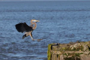 A great blue heron gracefully landing near a moss-covered shore structure with ocean backdrop.