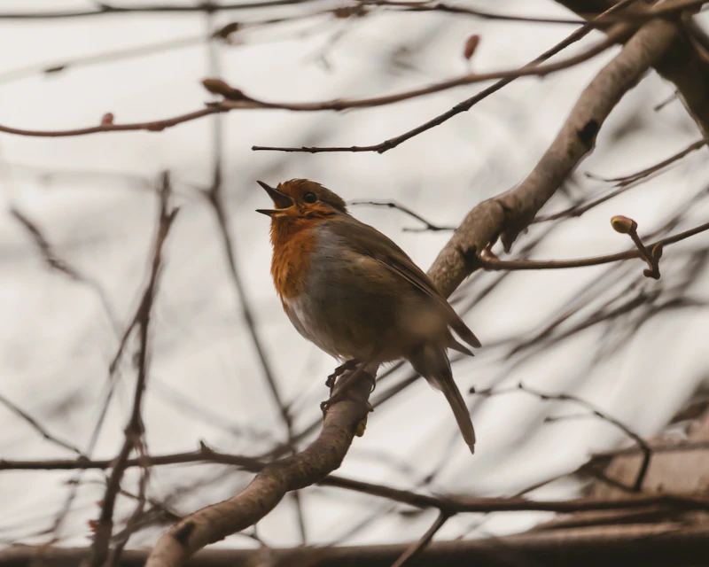 brown and white bird on tree branch