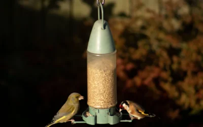 A couple of birds that are on a bird feeder