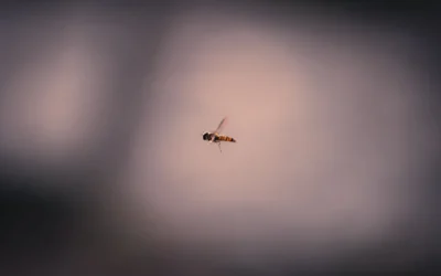 black ant on white surface