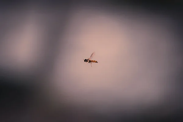 black ant on white surface