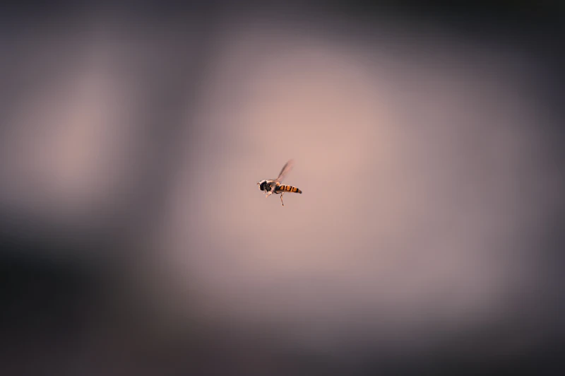 black ant on white surface