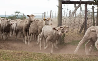 herd of sheep on brown field during daytime