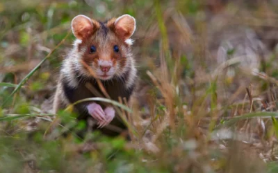 a small animal in the grass