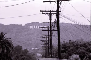 grayscale photo of bare trees