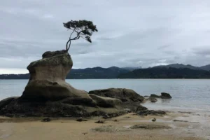 Isolated tree on unique rock by the sea in a New Zealand bay under cloudy skies.