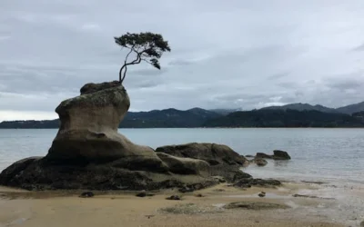 Isolated tree on unique rock by the sea in a New Zealand bay under cloudy skies.