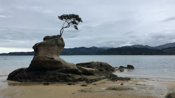 Isolated tree on unique rock by the sea in a New Zealand bay under cloudy skies.
