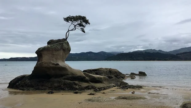 Isolated tree on unique rock by the sea in a New Zealand bay under cloudy skies.