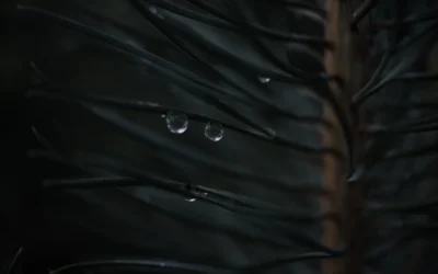 water droplets on a black surface