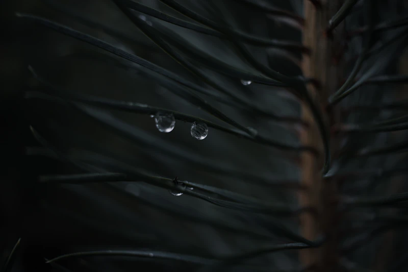 water droplets on a black surface