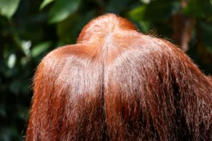 brown hair near green leaves