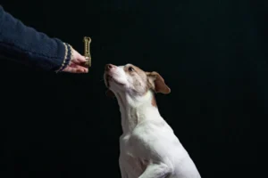 a person feeding a dog a piece of food