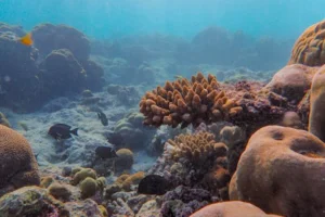 Colorful corals and fish in a vibrant underwater reef ecosystem captured in high detail.