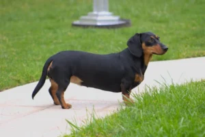 A cute dachshund standing alert on a grassy yard, captured outdoors.