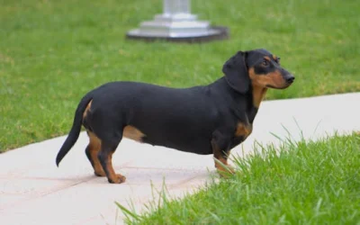 A cute dachshund standing alert on a grassy yard, captured outdoors.
