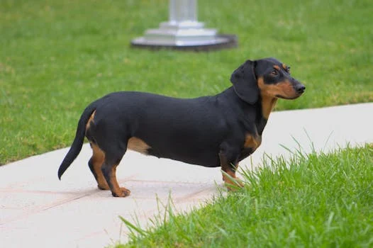 A cute dachshund standing alert on a grassy yard, captured outdoors.