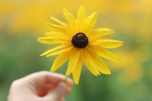 Vibrant close-up shot of a Black-Eyed Susan flower held outdoors, highlighting its beautiful yellow petals.