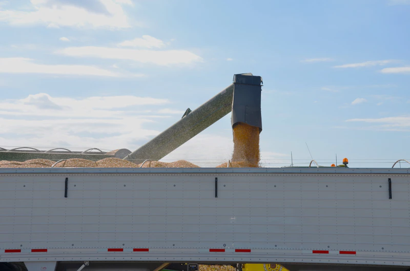 Grain being unloaded into a trailer
