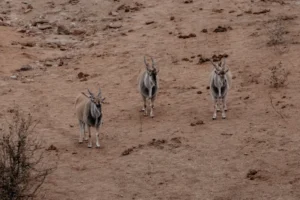 two antelope standing in the middle of a dirt field