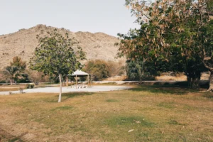 green trees on brown field during daytime