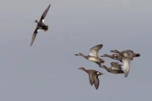 A dynamic capture of ducks in flight showcasing natural avian beauty.