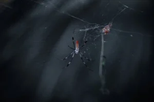 Detailed shot of a spider on its web, showcasing delicate arachnid craftsmanship.