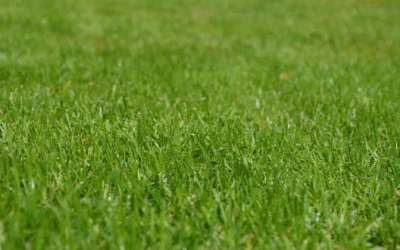 Close-up of a vibrant green grass lawn under clear daylight, ideal for backgrounds.
