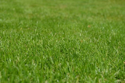 Close-up of a vibrant green grass lawn under clear daylight, ideal for backgrounds.