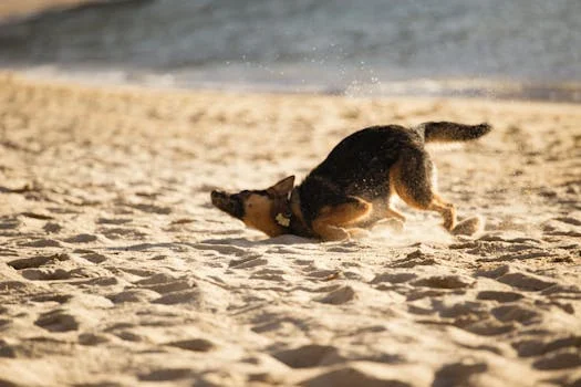 Funny German Shepherd dog playing on a sandy beach, capturing a joyful moment.